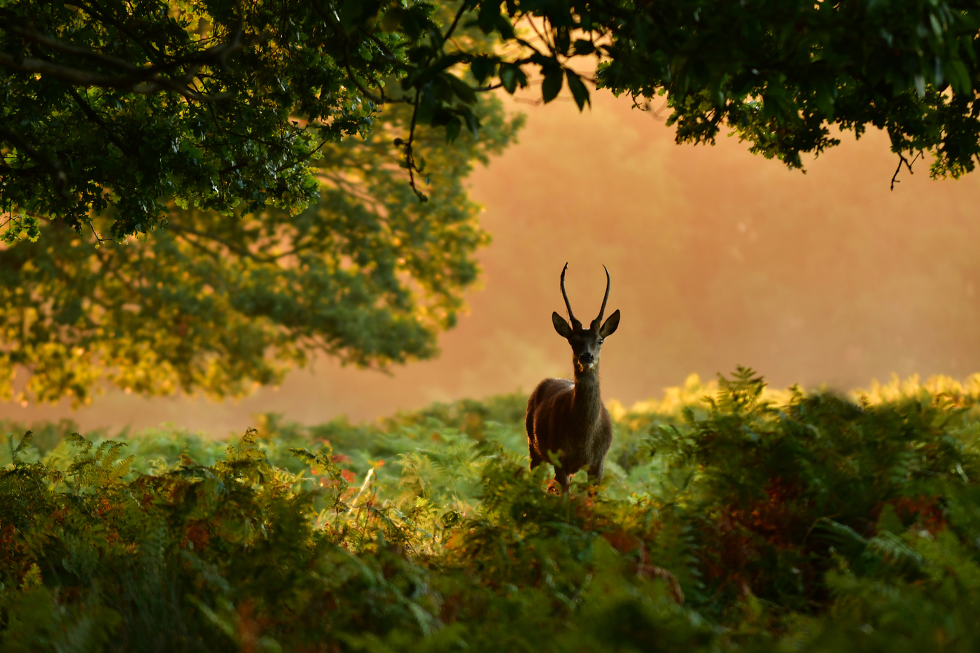 Deer in Richmond Park