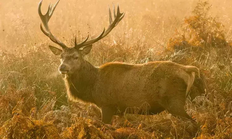 Deer Safety in Richmond Park