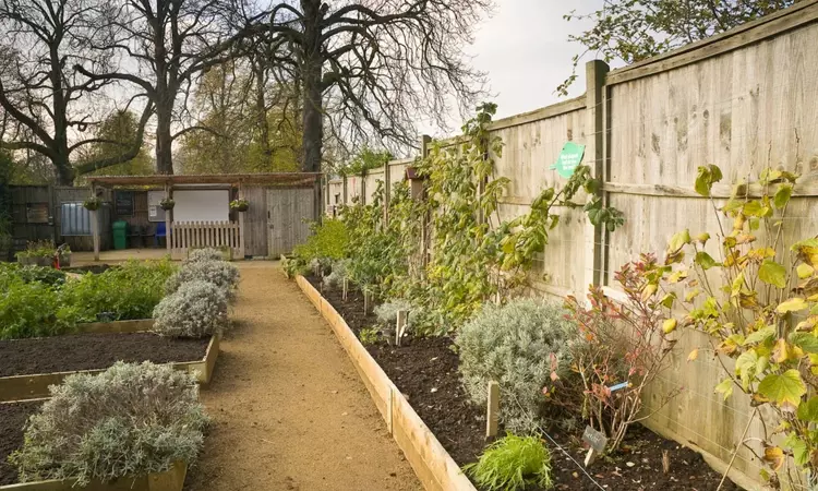 The allotment in Kensington Gardens