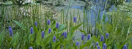 Pond plants