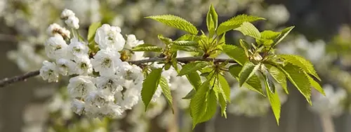 Spring blossom