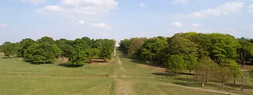 Summer trees in Richmond Park