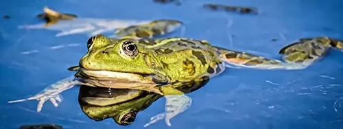 Frog in a pond