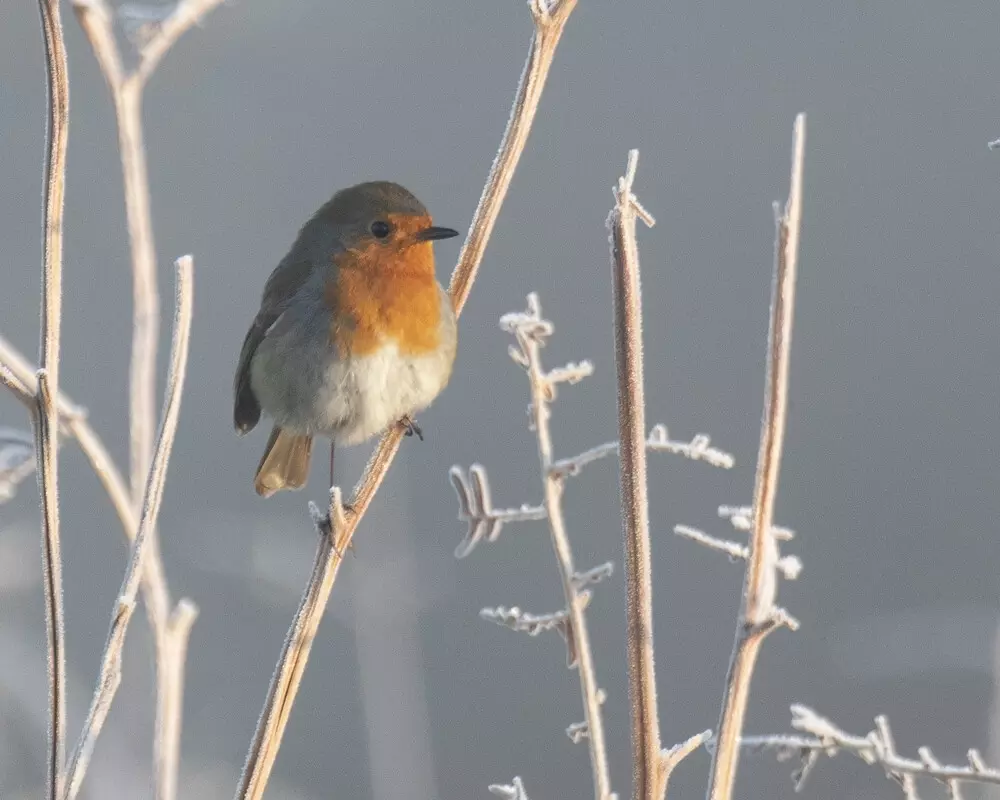 Robin in winter