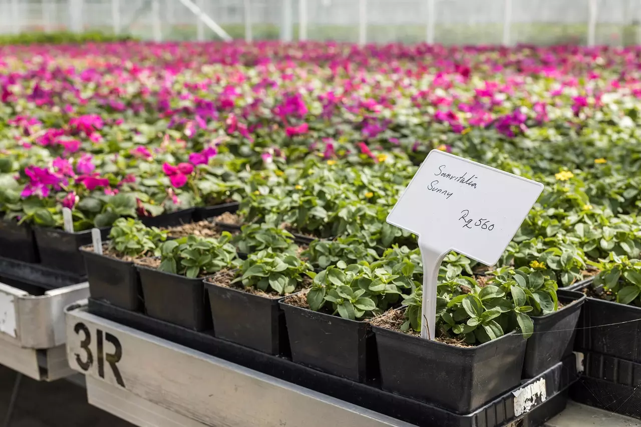 Pink flowers growing in the nursery