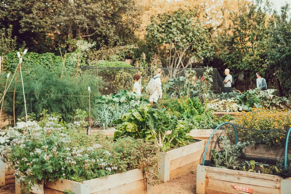 The allotment at Kensington Gardens