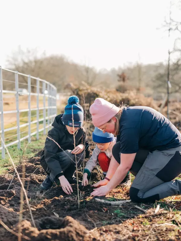 sapling planting