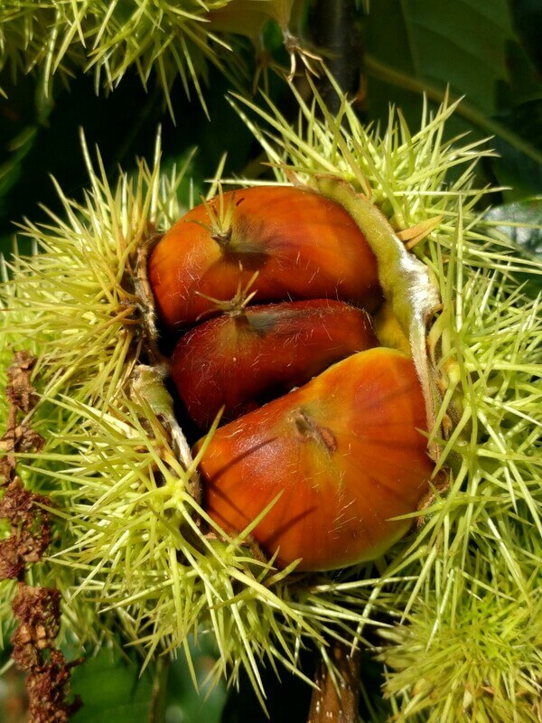 Sweet chestnuts