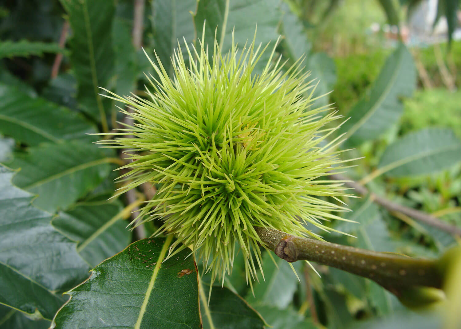 Spiky sweet chestnut husk