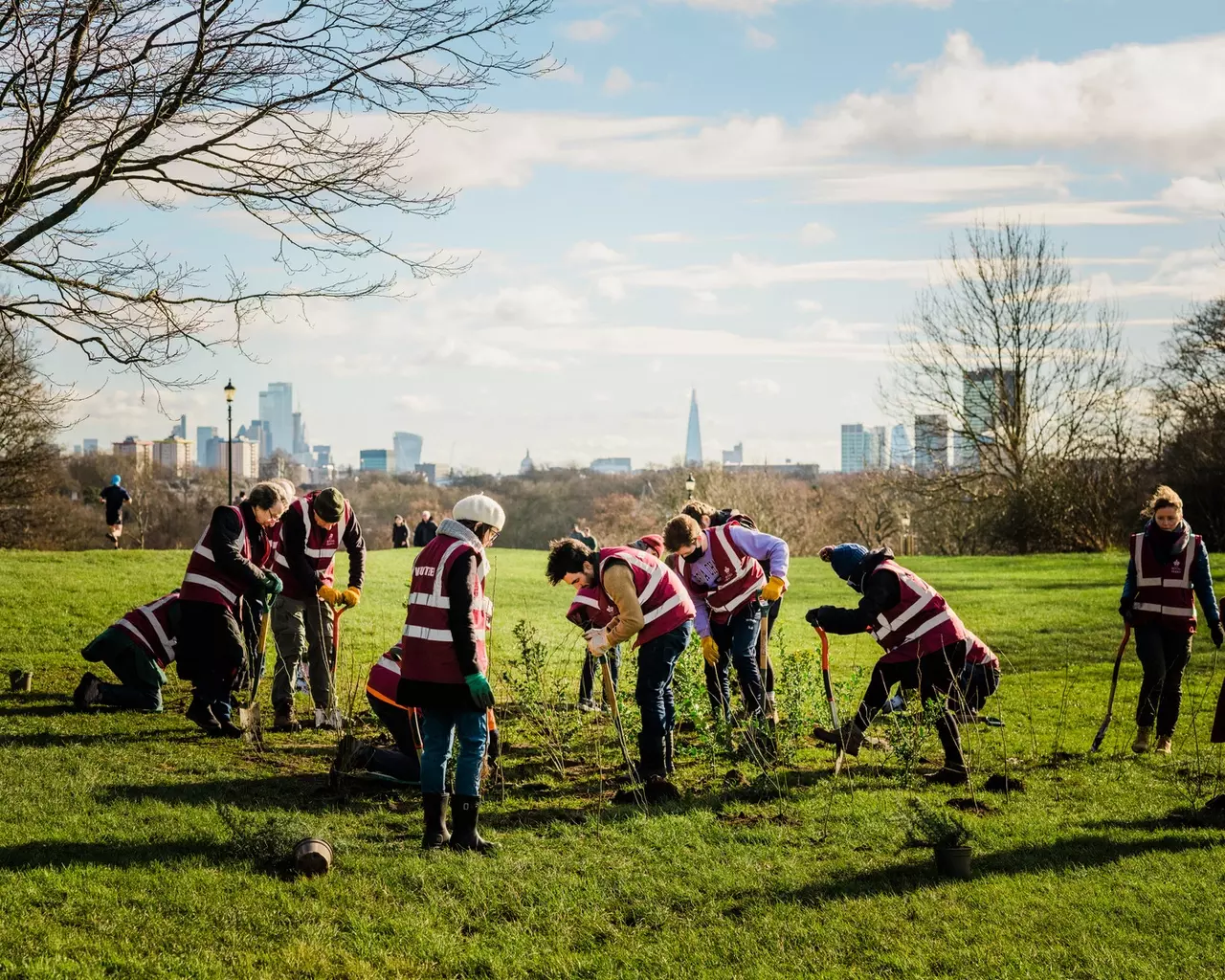 Volunteers scrub planting on Primrose Hill