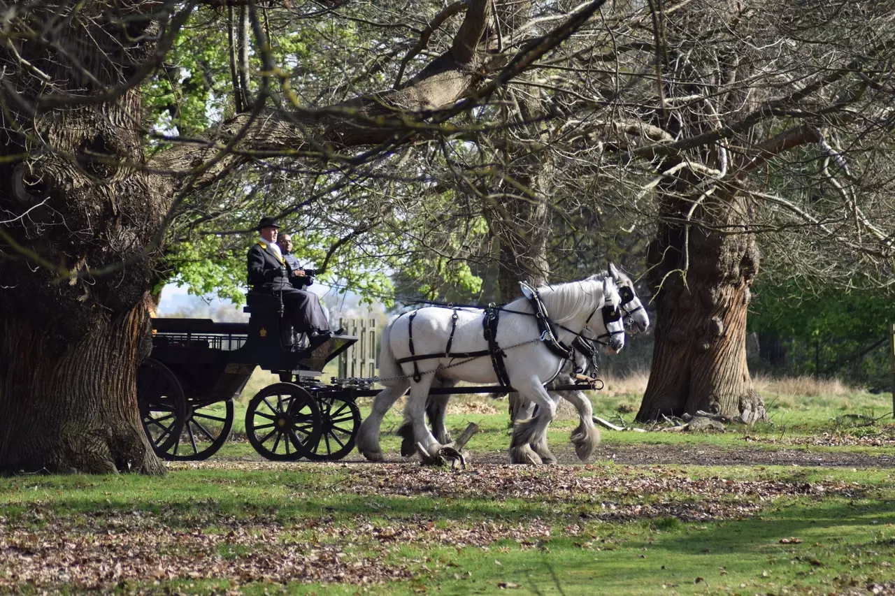 Winter carriage rides in Richmond Park