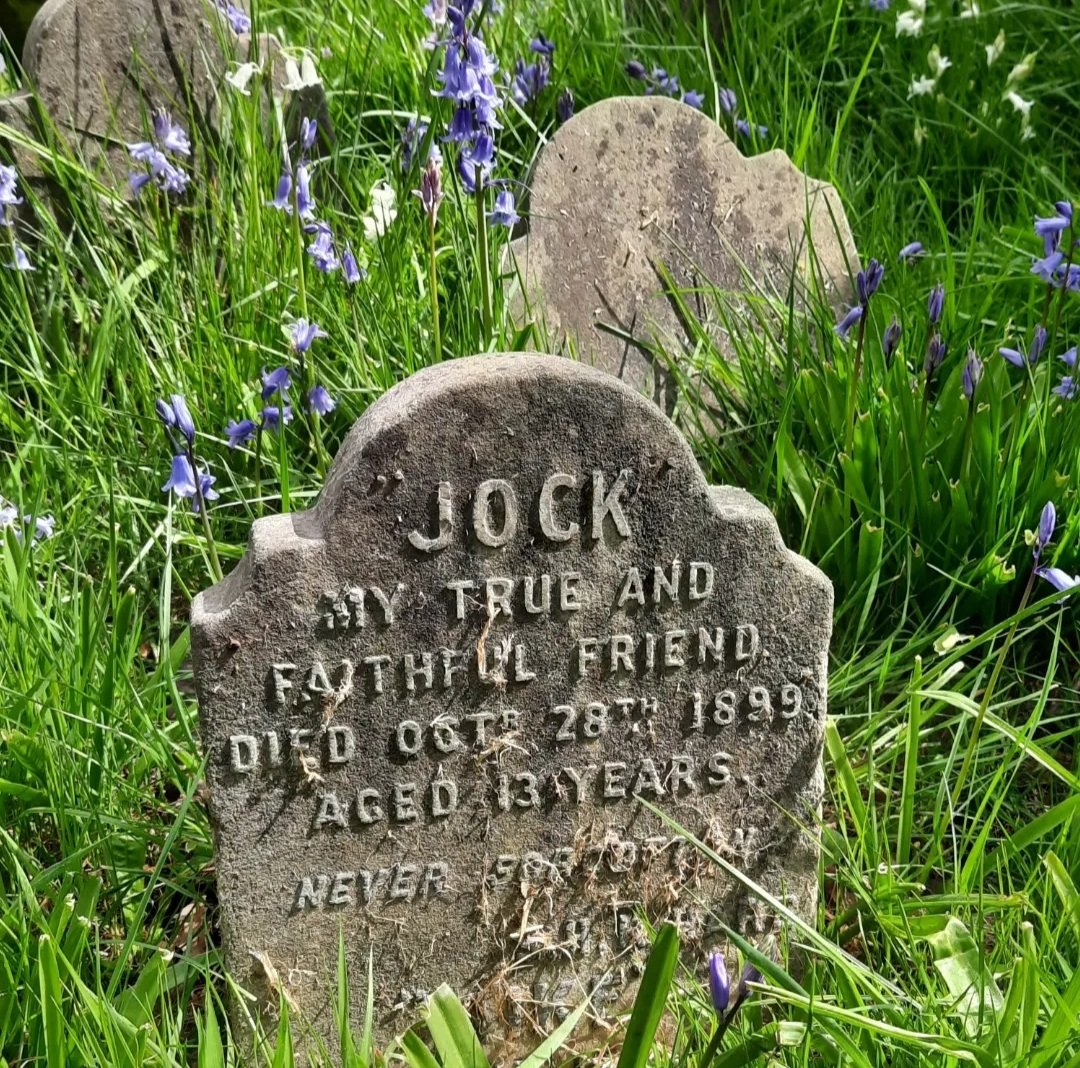 Bluebells at Hyde Park Pet Cemetery