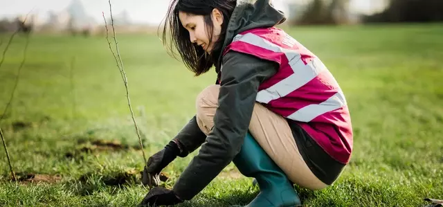 Tree planting in Primrose Hill