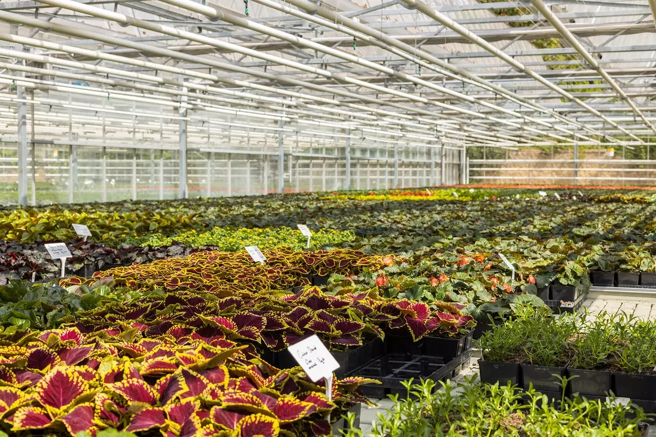 Rows of flowers in the Hyde Park nursery