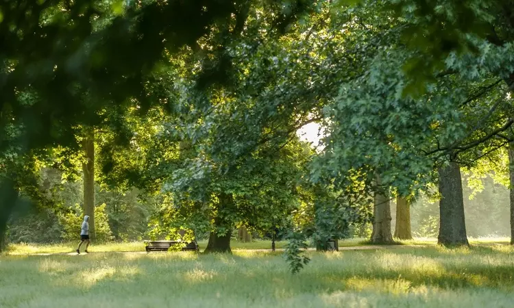 Trees in Kensington Gardens