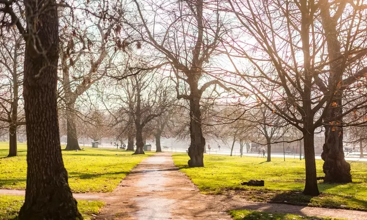 Morning view of a path with bare trees towards The Serpentine