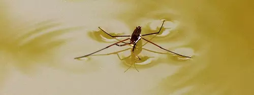 Pond skater