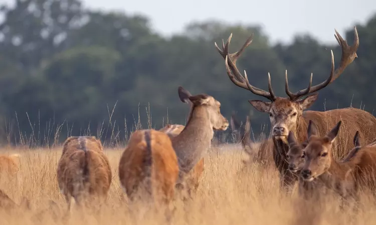 Stag in the long grass